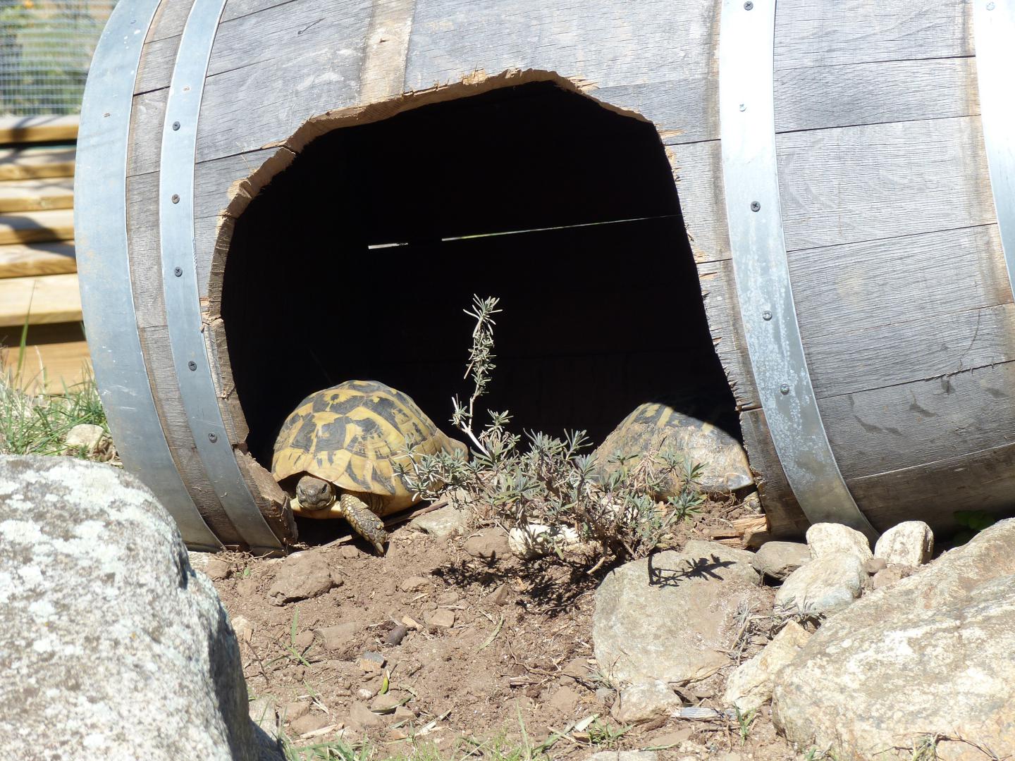 Terrarium Tortue Terrestre Fait Maison | Ventana Blog